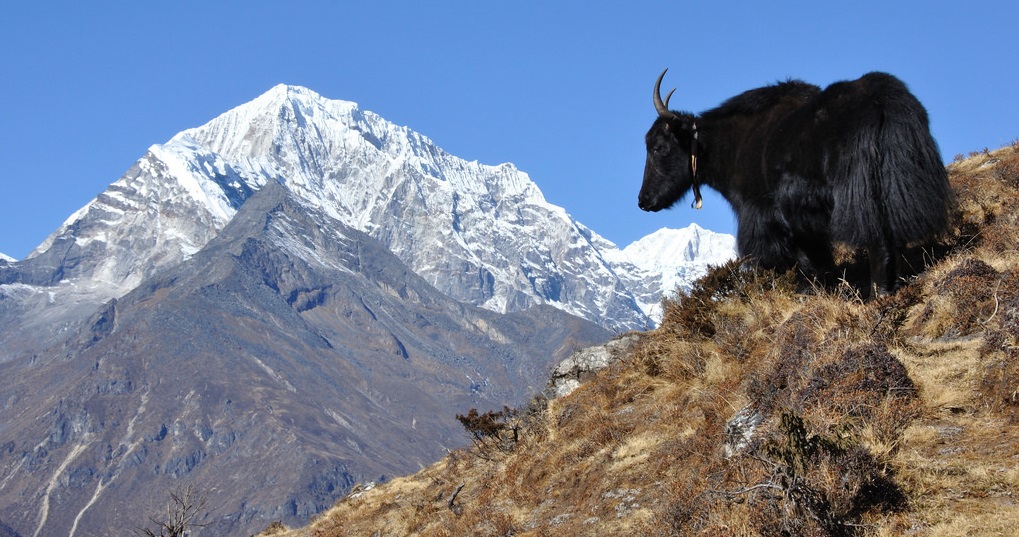 Yak grazing in the Everest Region